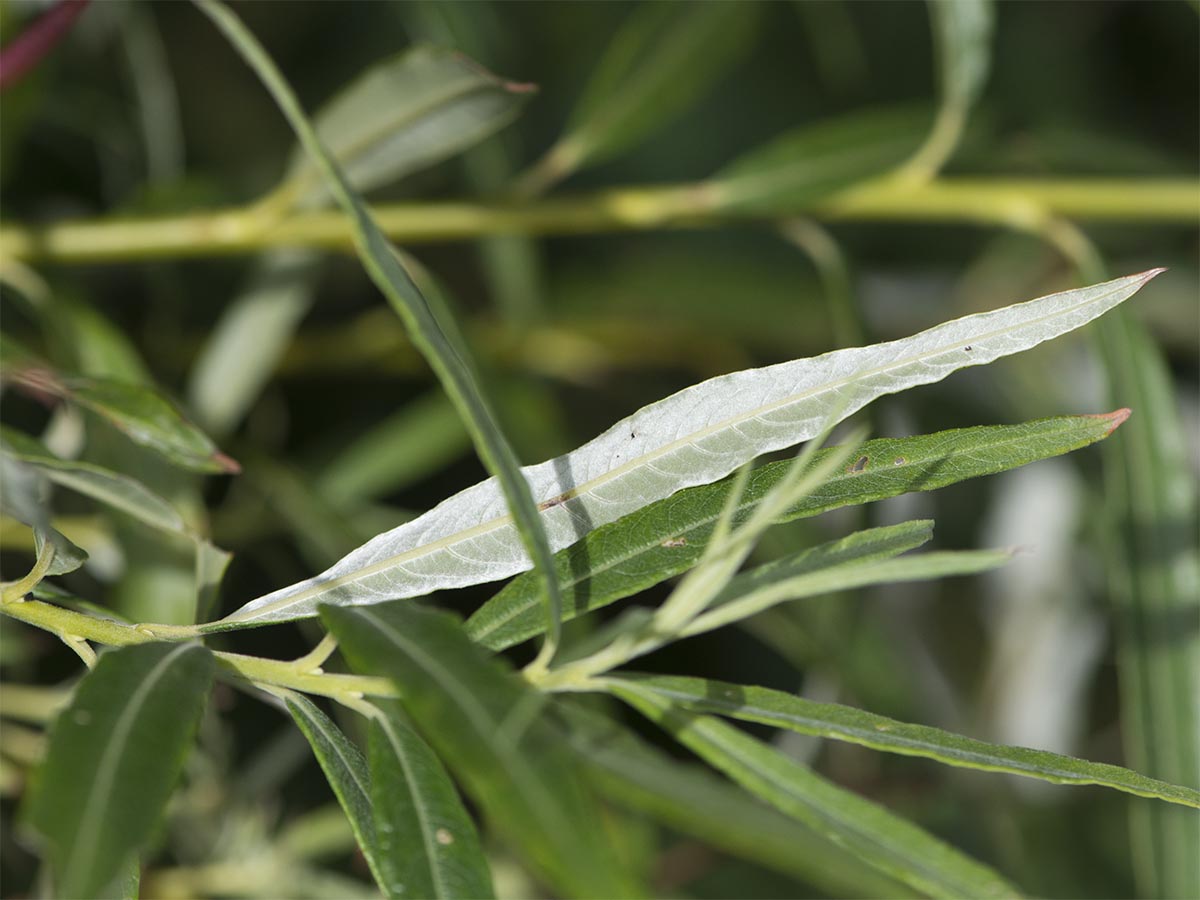 Salix viminalis